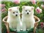friends - friends forever