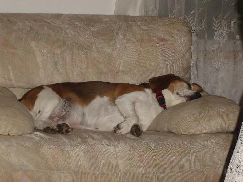 Sleeping Beagle - My dog, Max, sleeping on a chair.