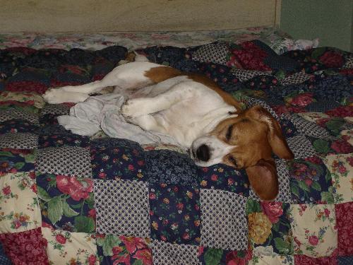 Dog Sleeping - My dog, Max, sleeping on the bed.