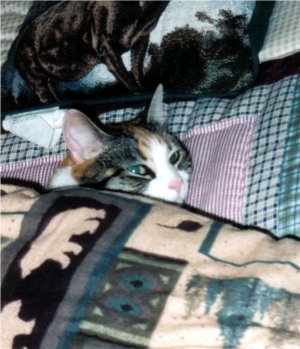 Cat under the Blankets - My old cat, Cassie, sleeping all covered up, in bed, under the blankets.