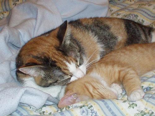 Cats Sleeping - 2 Cats, Cassie and Marlin, sleeping all snuggled on the bed.