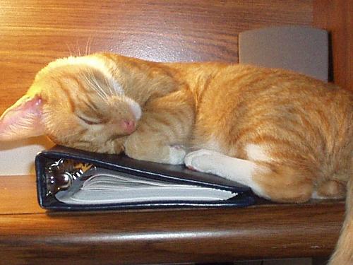 Cat Sleeping - My old cat, Marlin, sleeping all curled up on a book.