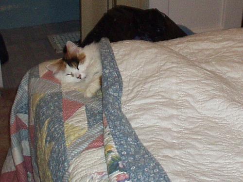Cat sleeping on bed - My old cat, Patches, sleeping under the covers on the bed.