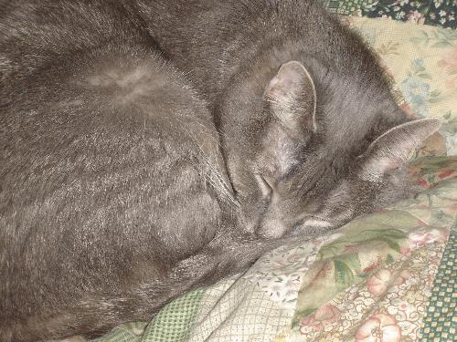 Sleeping Cat - My cat, Willow, sleeping.