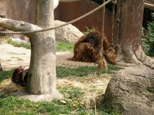 Orangutan - One of the Orangutans at the zoo.
