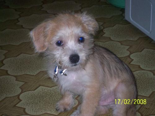 my little 'fatzo' - This is my cute puppy, a shi-tzu x silky maltese who is now 7 months old (he was 3 months when this photo was taken. He's so full of energy and really likes 'belly rubs'. He's just so adorable!!!