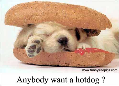 anyone need a hot dog? - funny picture of hot DOg