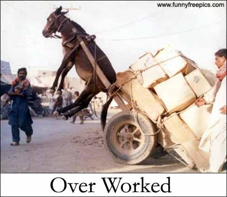 over worked - funny picture of donkey with a heavy load