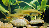 Montezuma Swordtails - Pretty silver fish male and female