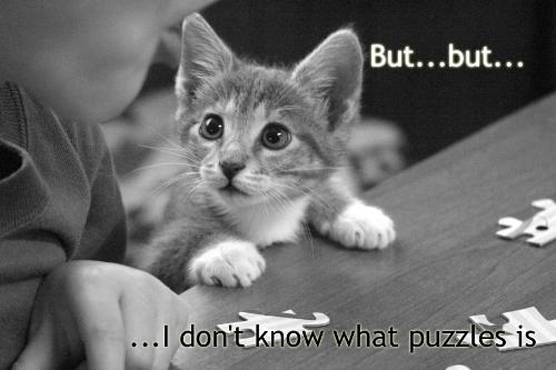 cat oh cat - cat try to finish the puzzle