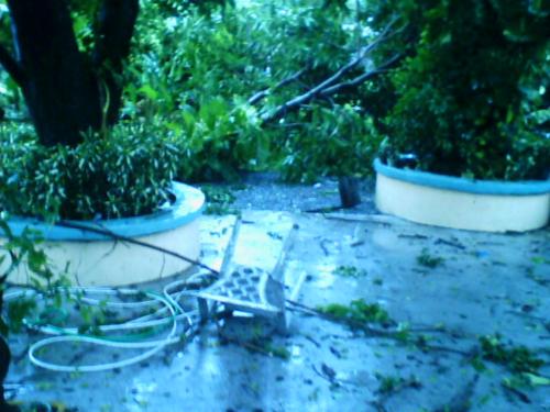 Where's my hut? - Fallen mango tree blocks the path leading to my haven after the storm.