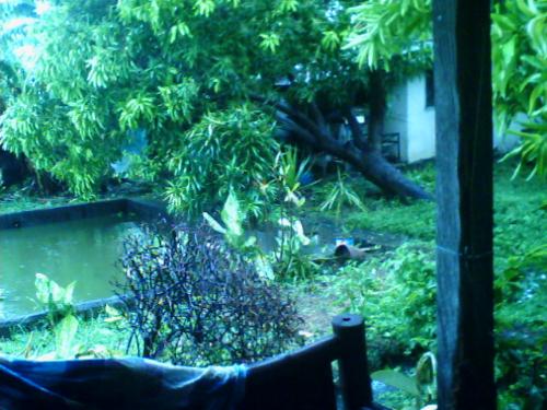 My Pond - This is my tilapia pond.
