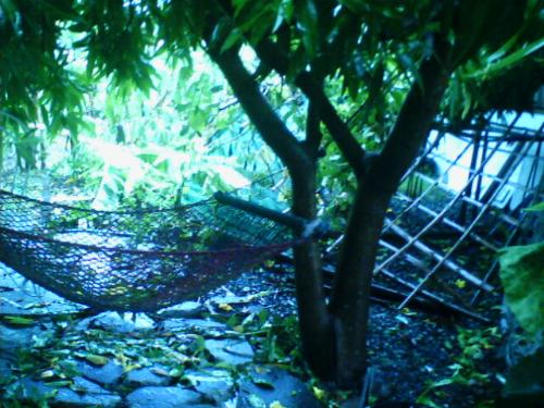 Bamboo Trellis - Torn down bamboo trellis for clinging veggies.