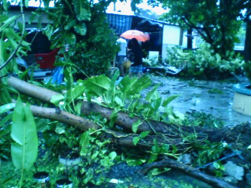 Mango Tree - Poor mango tree. I thought mango trees can stand against strong winds during typhoons.