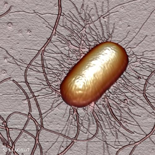 bacteria - its a bacteria with flagellas