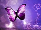 butterfly - Butterfly photo