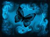 blue butterfly - Blu butterfly photo