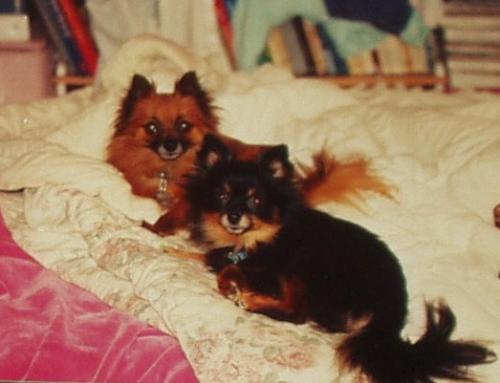 My two pomeranians Puff & Talitha - I miss my babies, I had them for 14 years for Talitha, the black dog and 15 years for the reddish brown one Puff. They were the best little doggies ever!!