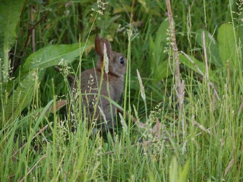 rabbit in the grass! - Rabbit hiding in the grass!