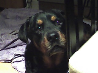 Jake - Pet pictures