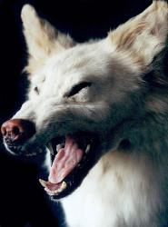 nasty - dog