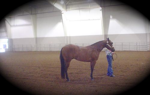 My Quarter Horse gelding, Ima Hip Chip - Me showing my Western Pleasure Quarter Horse gelding, Ima Hip Chip. Sired by Zippos Old Gold