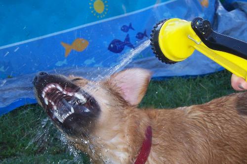 Rosie the water dog - Doesn't she look like a crazy dog? You'd never believe that she's a sweetie pie what with how she acts when it comes to water coming out of the hose!!