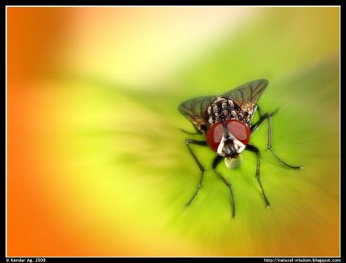 Landing Fly - Camera: Canon PowerShot A400