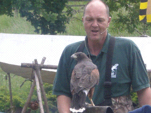 A bird of prey with its handler - This falcon gave a great display for the crowds at Tatton Hall Medieval Day A bird of prey with its handler - This falcon gave a great display for the crowds at Tatton Hall Medieval Day