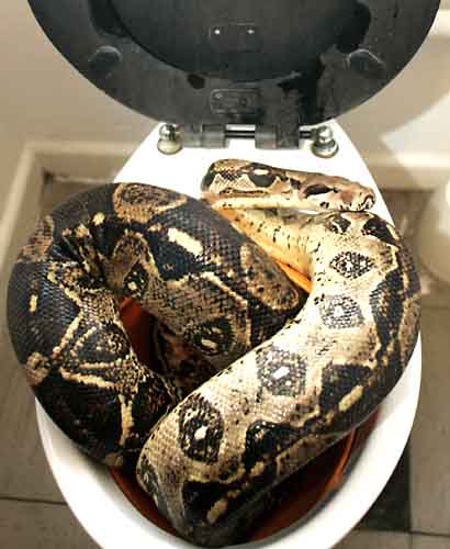 At least your snake wasn't this big! - Scary, isn't it? Imagine finding this bad boy in your toilet bowl one morning! One lady in Florida was bitten by a water moccasin that was hiding in her bowl. I thought toilets were for one thing only, but judging from some of the responses here, I guess not!