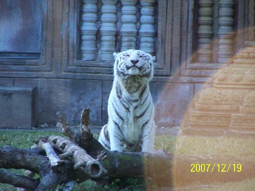 White Tiger - A Majestic White tiger at the Miami Metro Zoo.