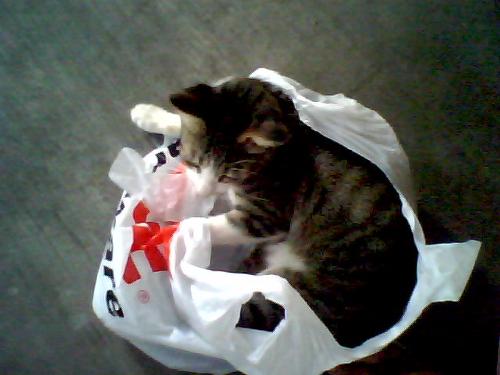 lucky - lucky, my sister's cat.