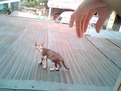 stray cat - A cat over the roof looking for some food.
