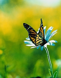 Monarch Butterfly - MOnarch on a flower