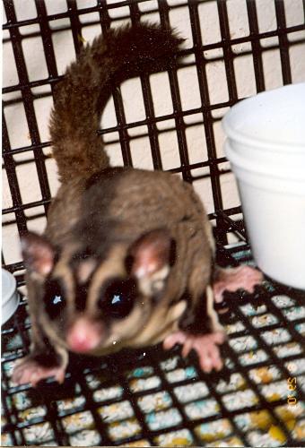 Our male sugar glider - This is a pic of our male sugar glider JJ. As you can see, he has a bald spot too.