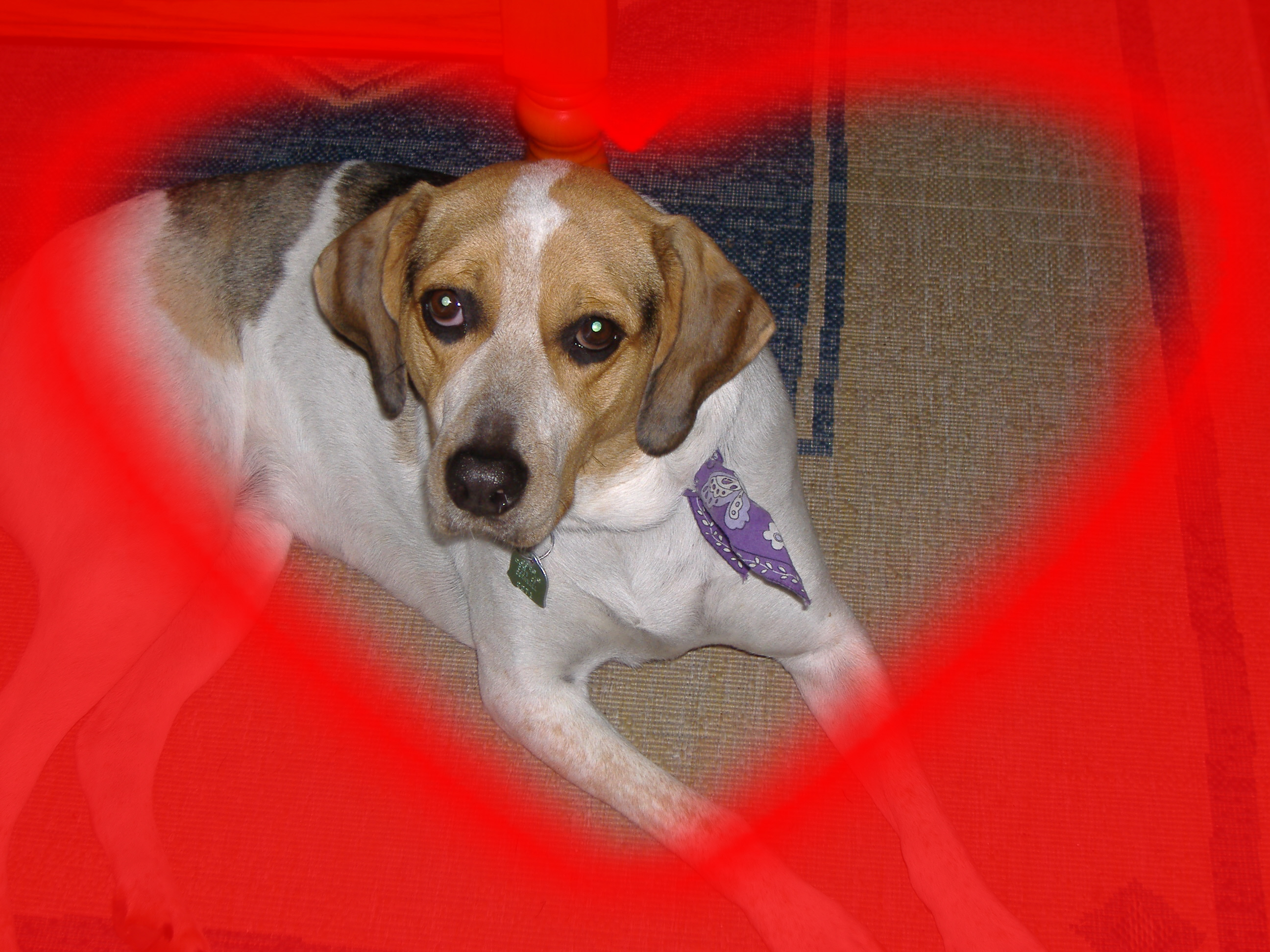 my dads pet - my dads pet maggy