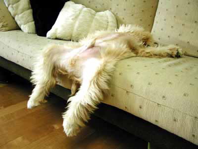 Exhausted Dog - soooo....tired