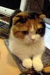 little - cat