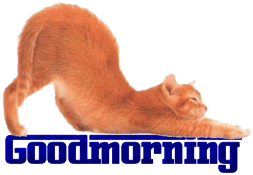 Good Morning Cat - Good Morning Cat Stretching