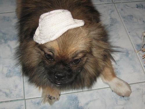 crocheted hat for my dog - i made this hat for my dog irizch... i didn't use any pattern to make this. i just used a little skill in crocheting...hahahah. crocheted hat for my dog - i made this hat for my dog irizch... i didn't use any pattern to make this. i just used a little skill in crocheting...hahahah.