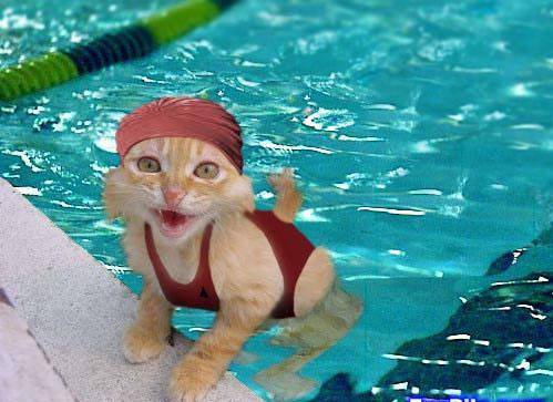 A Cute Cat Ready for her Swimming Lesson - Well what are you waiting for, hope in!!