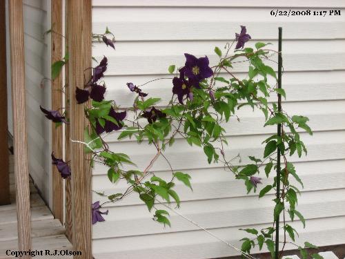 Clematis Blooming Fully - Over a dozen flowers on the cleamtis this year compared to a few last year