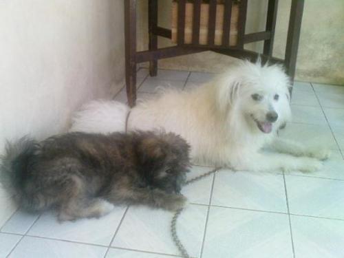 traveez and iced teeh - my adorable dogs