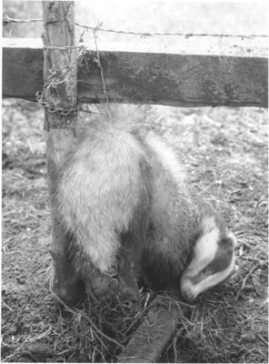 Badger caught in snare on fence - This badger has been caught in a wire snare and will be left to die or it may escape but suffer appauling injuries trying to get out of the wire.