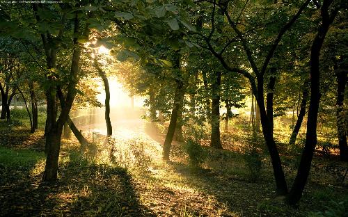 Golden Forest - The trees in a Forest appearing at the time when Sun's rays fall on them just as a Golden Forest.