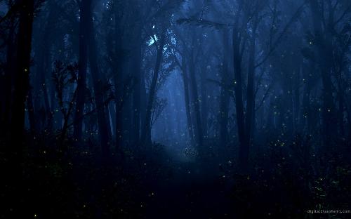 Scary woods - The woods appearing scary in the Blue night.