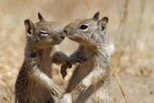 love - love of squirrels