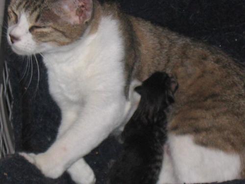 Solo and his mom - I called his mom Cappie, because of where I found her