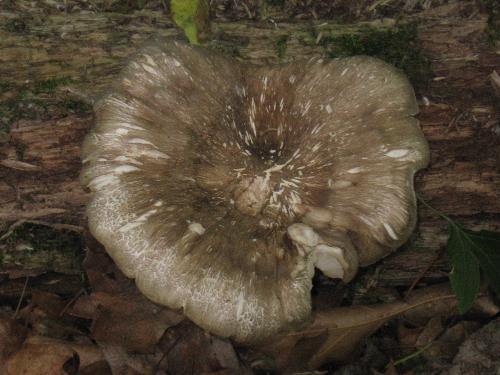 Mushroom - Wild mushroom of some type