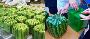 watermelon - this watermelon are shaped square!